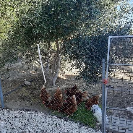 Willa Happy Glamping Cy Agios Theodoros Zewnętrze zdjęcie